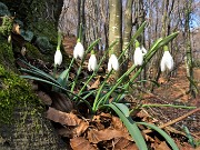 47 Festa di fiori sui sentieri al Monte Zucco - Galanthus nivalis (Bucanevi) nella splendida secolare faggeta